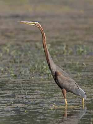 g3/93/611193/3/53131388.MX4T4079_purpleheron_02_800x600.jpg
