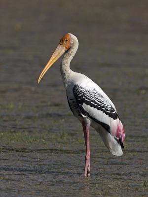 painted stork