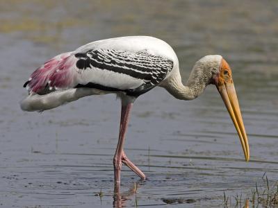 painted stork