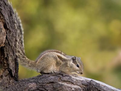 five-striped palm squirrel