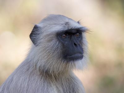 hanuman langur