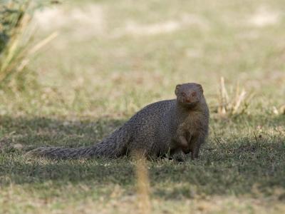 common mongoose