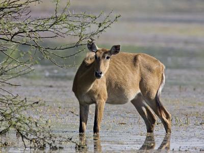 sambar deer