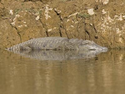 marsh mugger