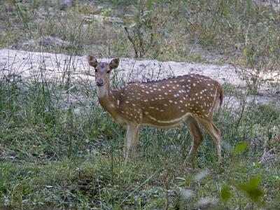 spotted deer