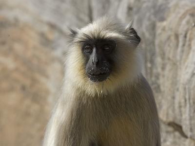 hanoman langur