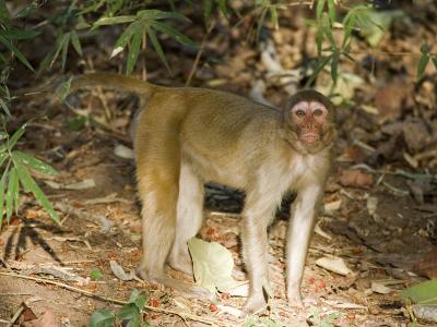 rhesus makaak