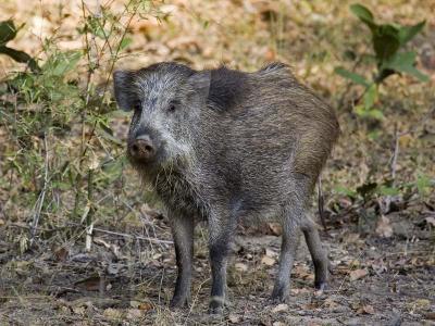 wild boar