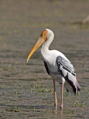 painted stork