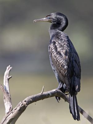 little cormorant