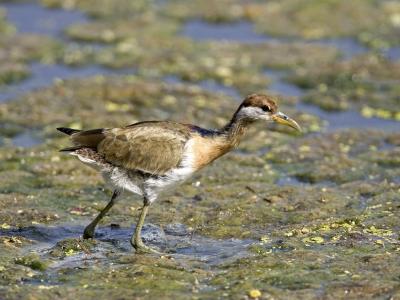 bronze winged jacana