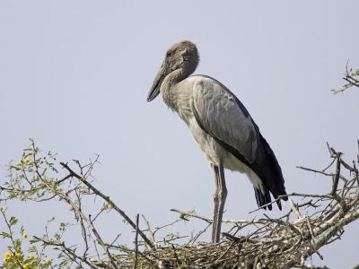 asian openbill