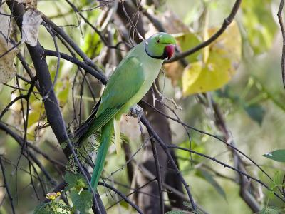 g3/93/611193/3/53245861.MX4T4340_roseringedparakeet_02.jpg