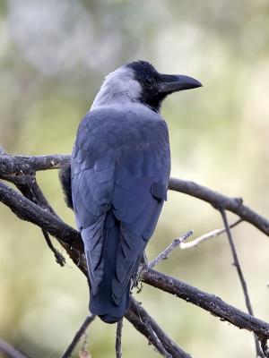 house crow