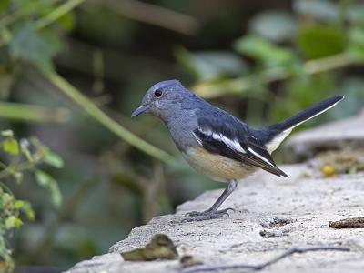 magpie robin