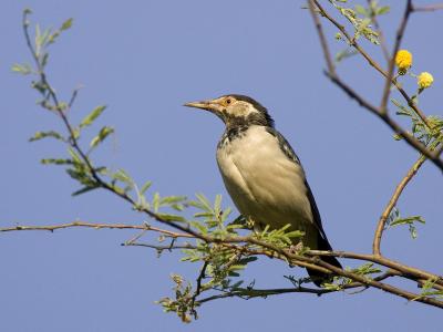 g3/93/611193/3/53245865.MX4T4361_asianpiedstarling_02.jpg
