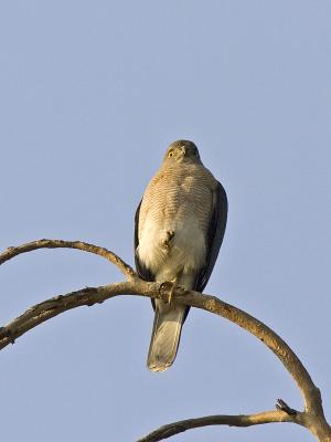 g3/93/611193/3/53245869.MX4T4445_shikra_02.jpg