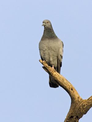 rock pigeon