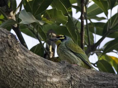 coppersmith barbet