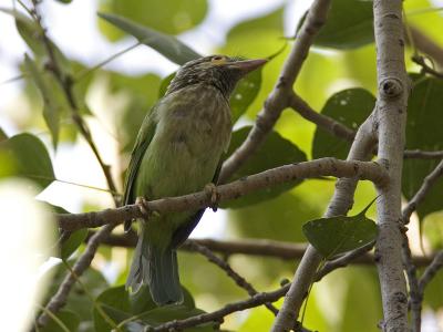 brown-headed barbet