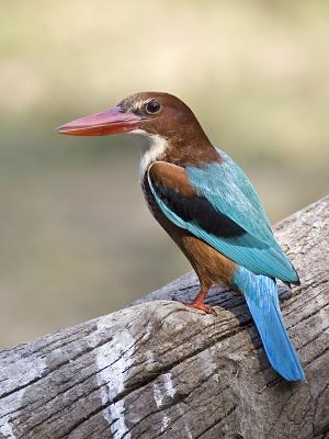 white_throated kingfisher