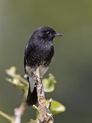 pied bushchat                                                 