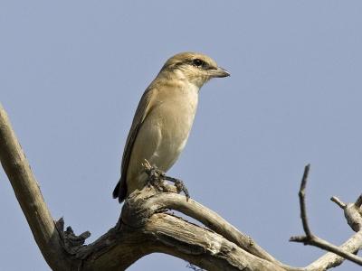 g3/93/611193/3/53246522.MX4T4591_brownshrike_02.jpg