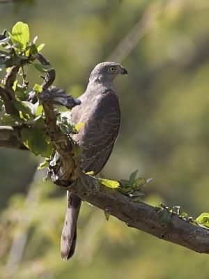 shikra                                                                             
