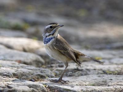 bluethroat