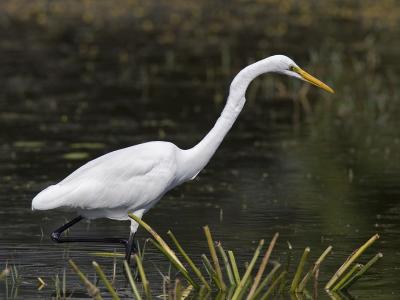 great egret