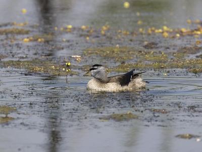 cotton pygmee-goose