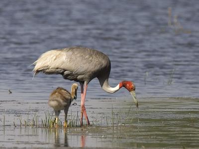 g3/93/611193/3/53246535.MX4T4853_saruscrane_02.jpg