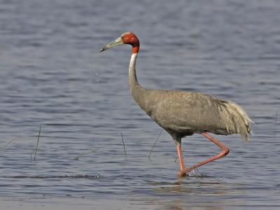 g3/93/611193/3/53246536.MX4T4877_saruscrane_02.jpg