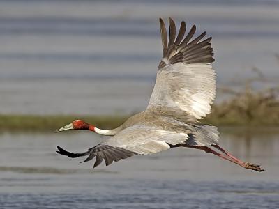 g3/93/611193/3/53246538.MX4T4886_saruscrane_02.jpg