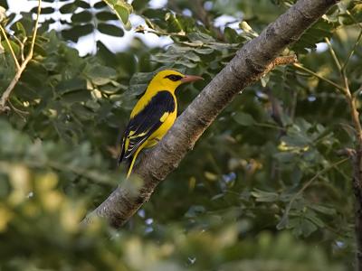 eurasian golden oreole
