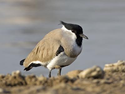 g3/93/611193/3/53246886.MX4T4991_riverlapwing_04.jpg
