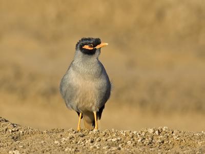 g3/93/611193/3/53246887.MX4T4998_bankmyna_02.jpg