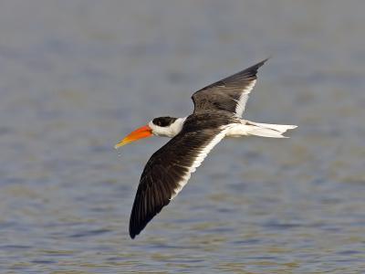 skimmer