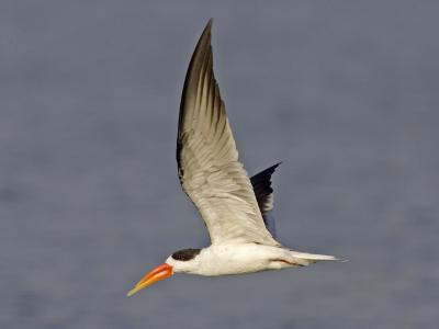 skimmer