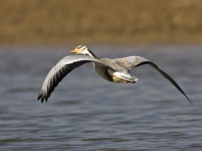bar-headed goose