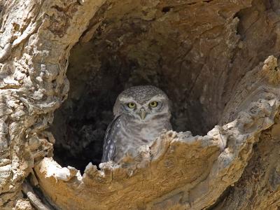 spotted owlet
