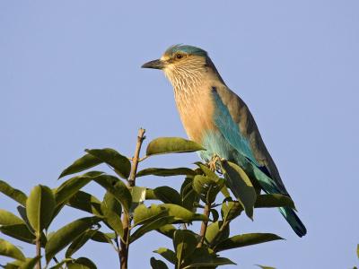 indian roller