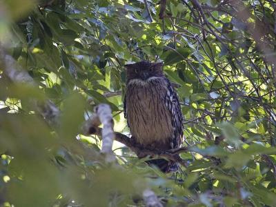 brown fish owl