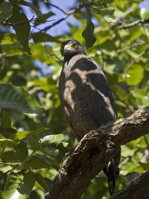 crested serpent eagle