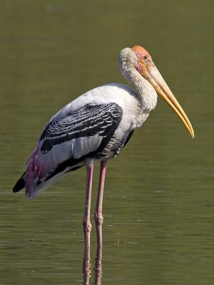 INDIA BIRDS