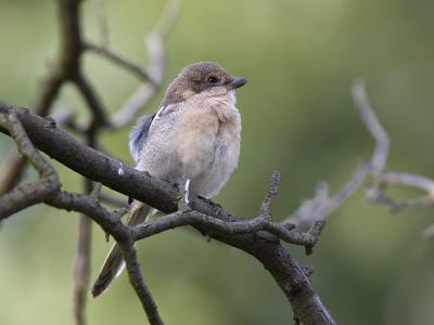 common fiscal (juv.)