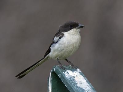 common fiscal