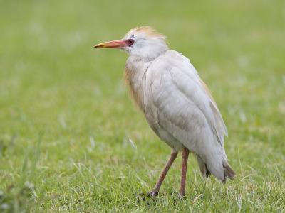 cattle egret