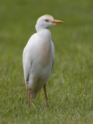 cattle egret