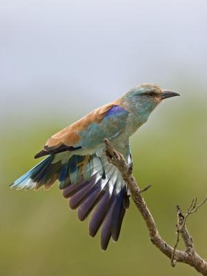 europian roller
